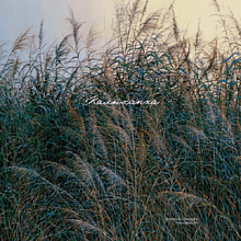 Обложка для паспорта "Волнение", Валерий Шкарубо, натуральная кожа, разноцветный