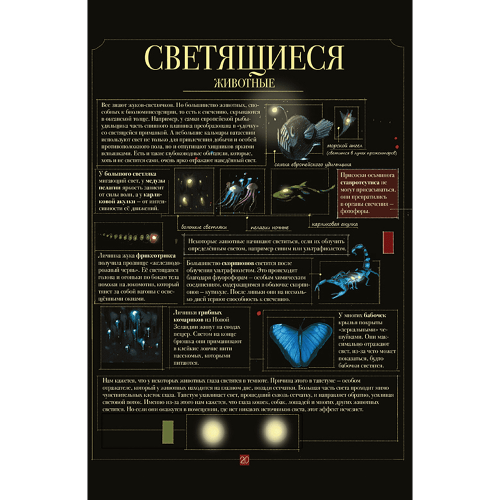 Книга "Диковинные животные", Даниэла Парески - 5