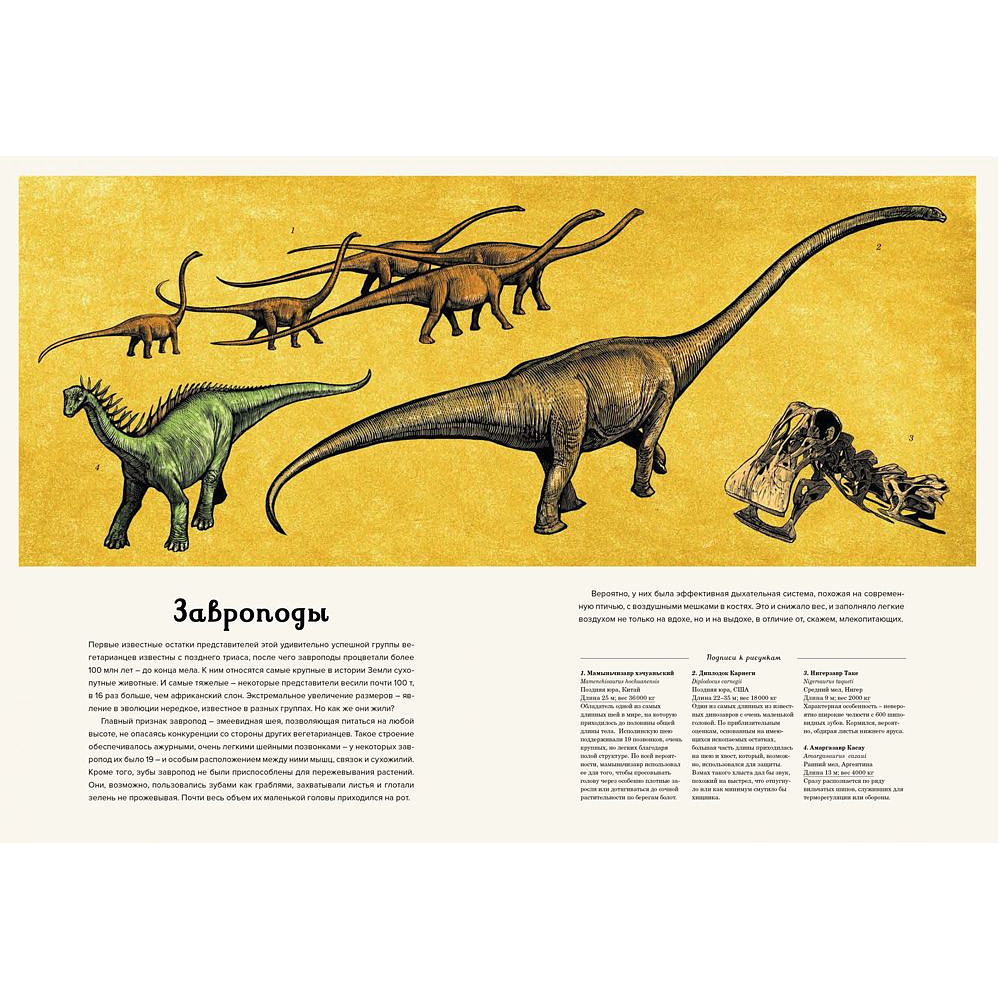 Книга "Динозавриум. Иллюстрированная энциклопедия", Маррей Л., Скотт К., Брун Д. - 4