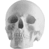 Гипсовая модель "Череп анатомический"