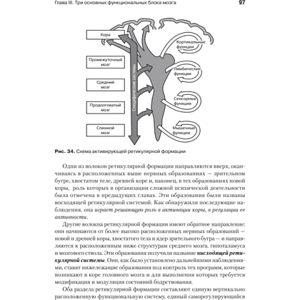 Книга "Основы нейропсихологии", Александр Лурия - 9
