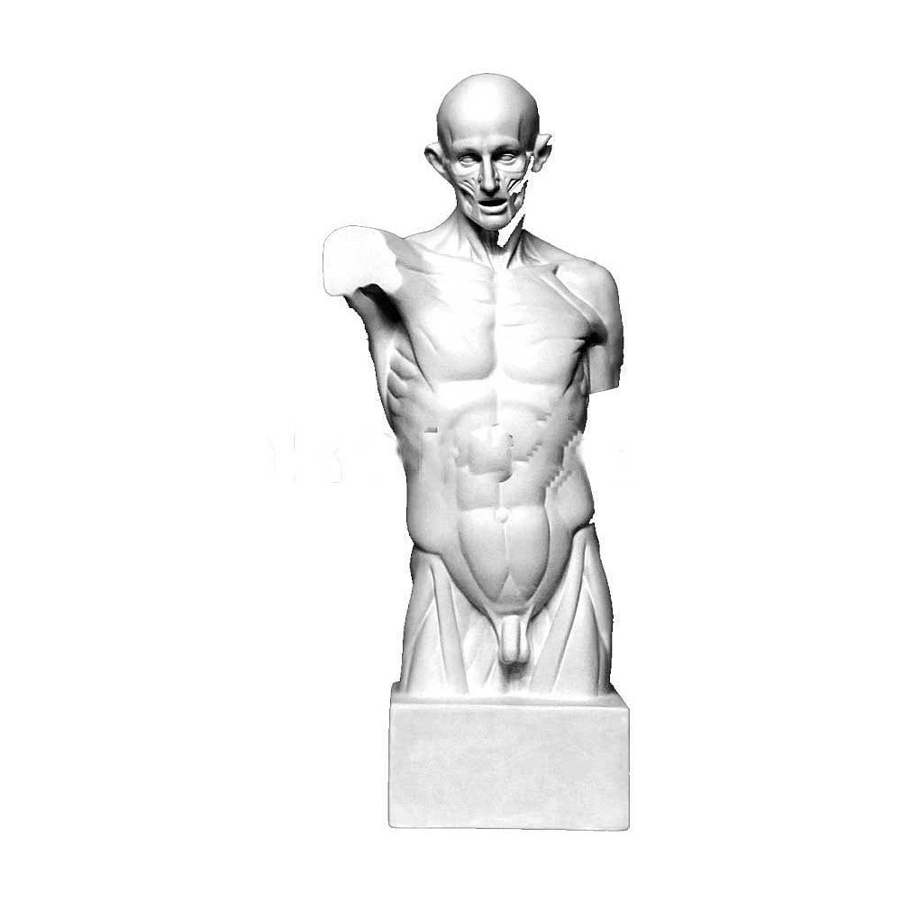 Гипсовая модель "Торс экорше Гудона"