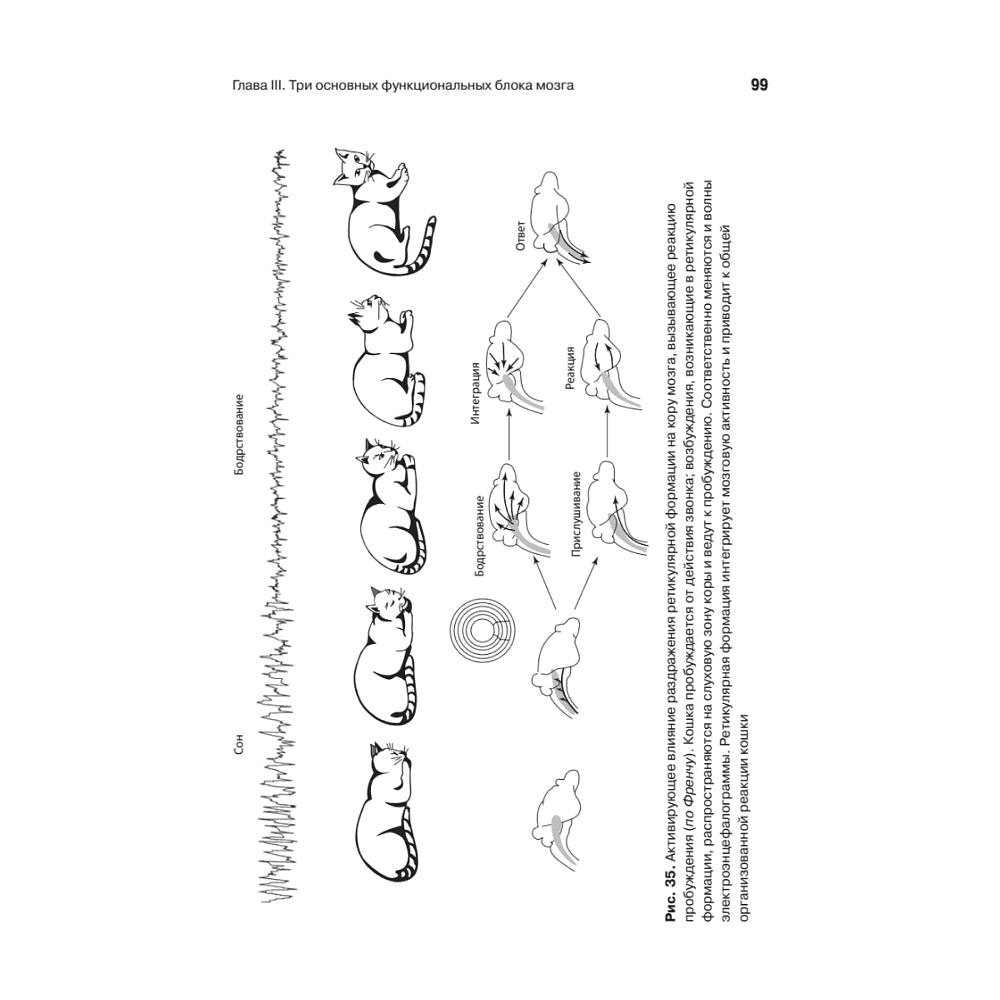 Книга "Основы нейропсихологии", Александр Лурия - 11