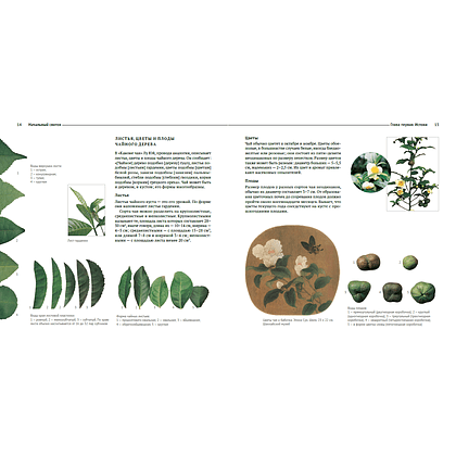 Книга "Канон чая в иллюстрациях", Цю Цзипин - 3