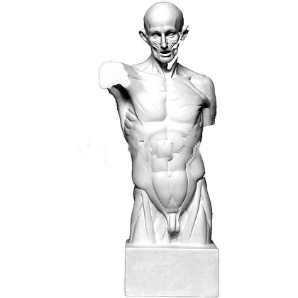 Гипсовая модель "Торс экорше Гудона"