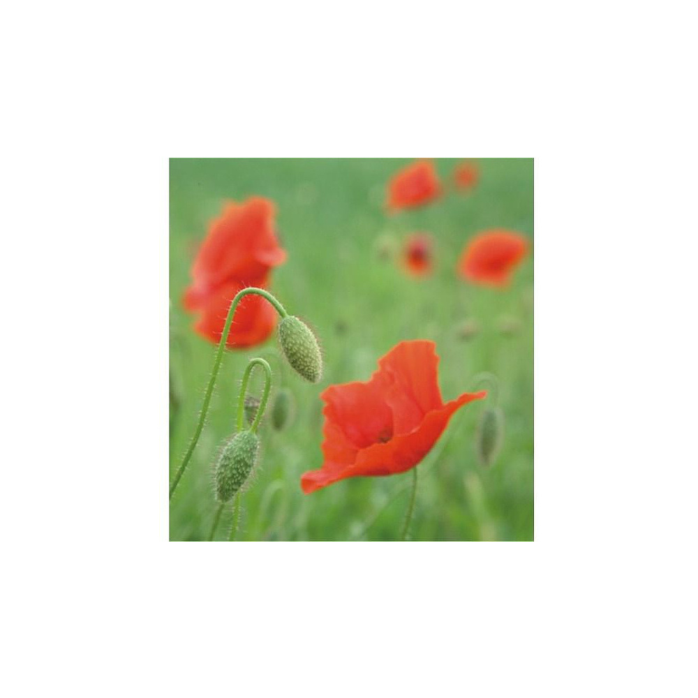 Клей карандаш "Kores", 15 г - 6