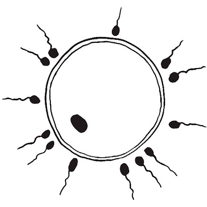  Книга "280 дней до вашего рождения. Репортаж о том, что вы забыли, находясь в эпицентре событий", Вестре К. - 7