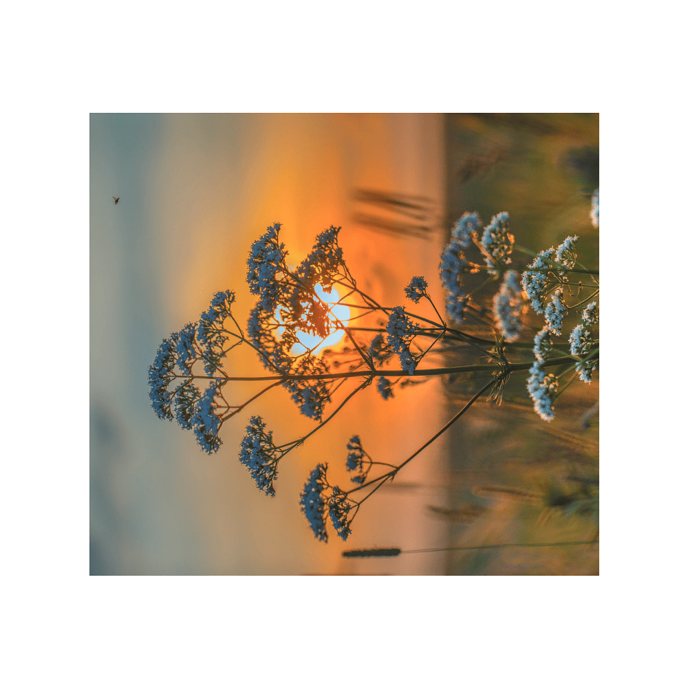Книга "Фотография. Руководство по съемке природных сюжетов", Андрей Лысиков - 4