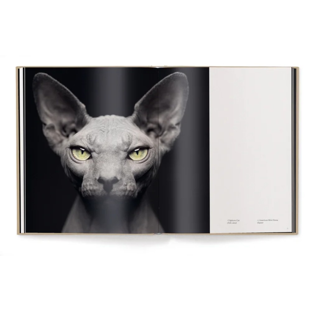 Книга на английском языке "Between Us. Animal Portraits" HB, Vincent Lagrange - 4